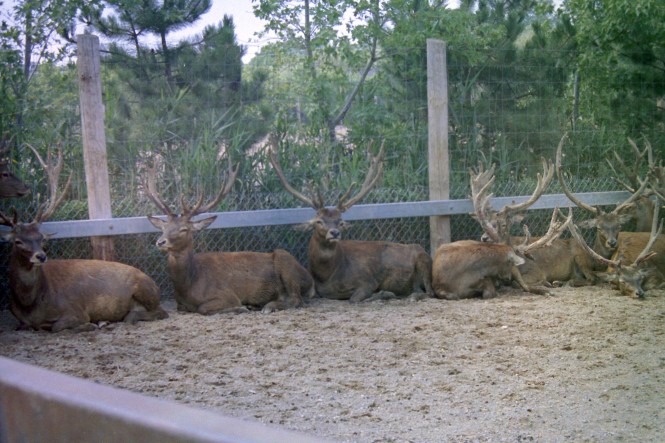 And we found Santa's reindeer. I'm pretty sure we saw Rudolph too.
